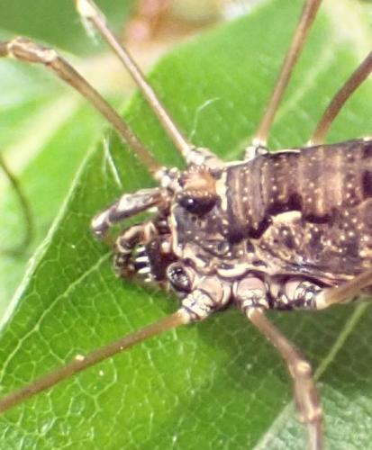 Réf. 261 649 : Platybunus pinetorum